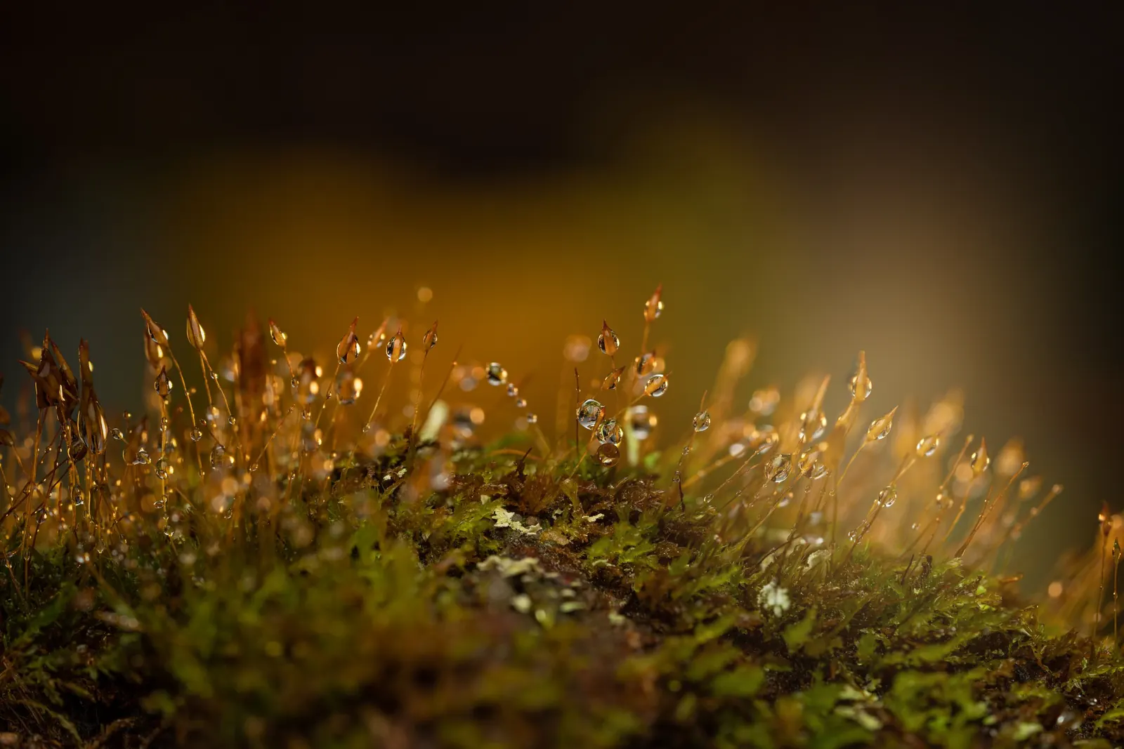 Moos mit Tautropfen im goldenen Gegenlicht