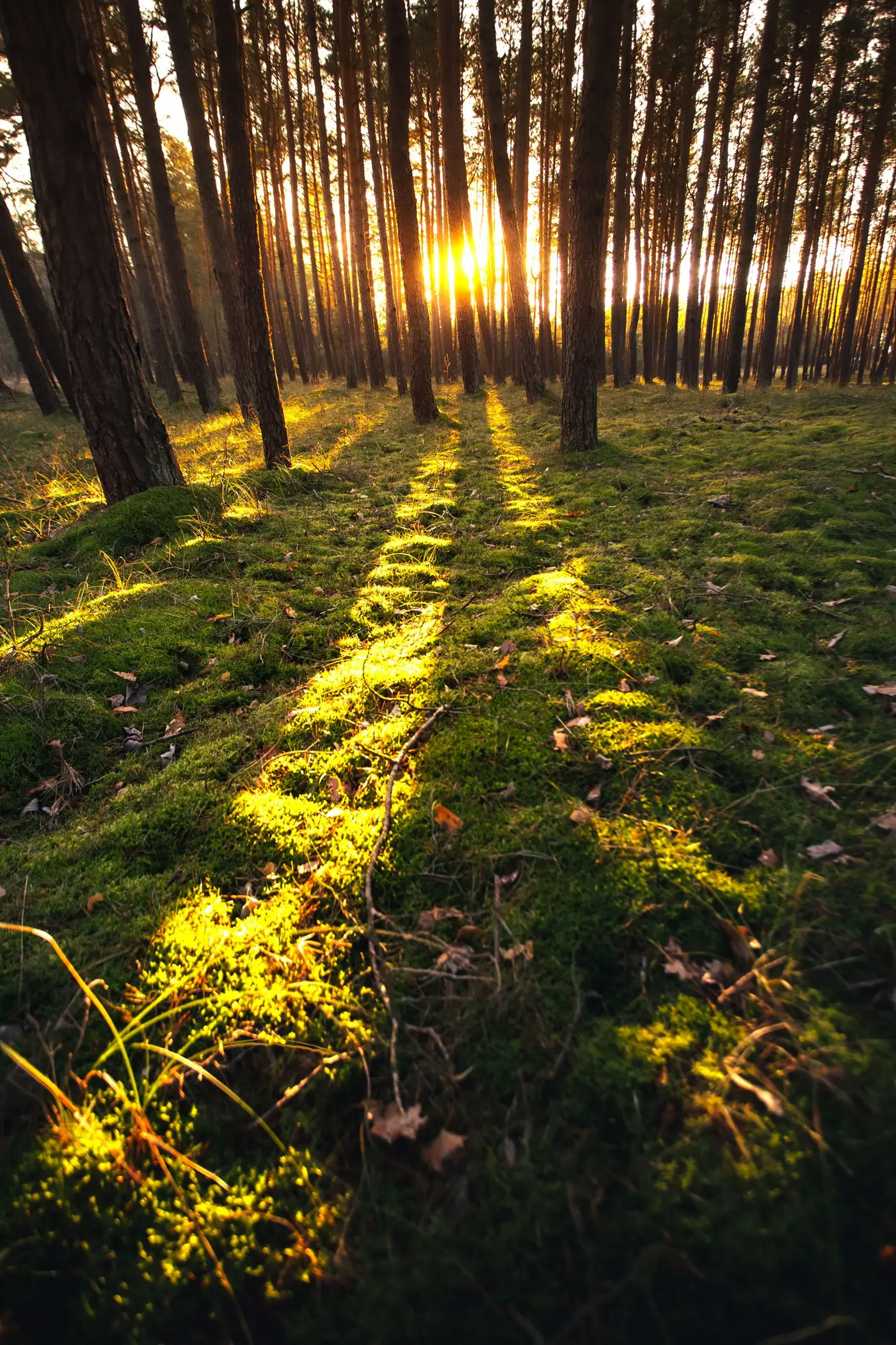 Waldboden mit Moos, durch den die tief stehende Sonne in Lichtstreifen fällt